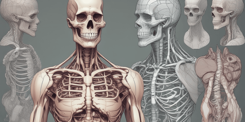 Human Anatomy Basics