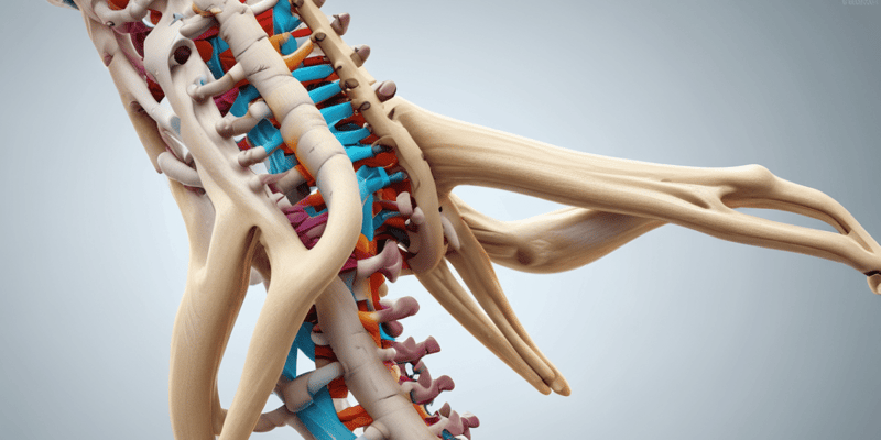 Vertebral Spine Mobility