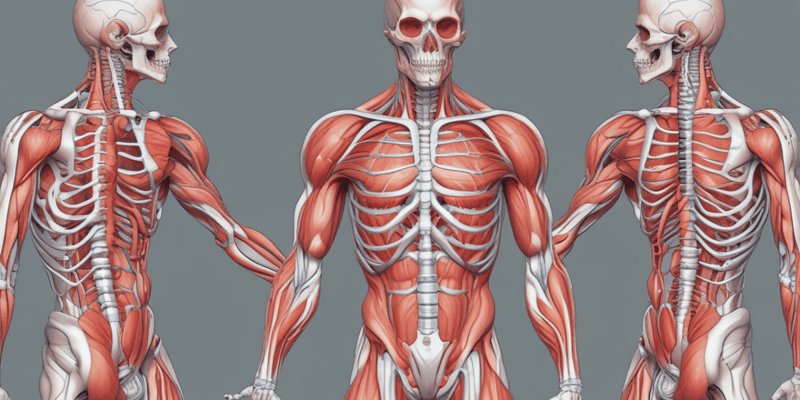 Muscle Physiology: Skeletal Muscle Lecture 3