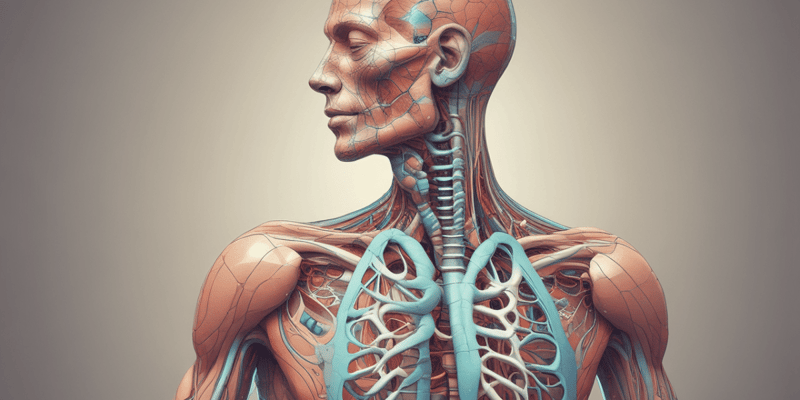 Anatomía del Aparato Respiratorio
