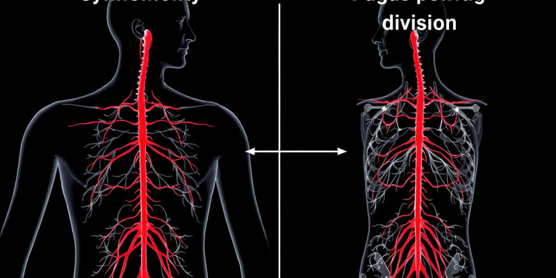 Autonomic Nervous System Overview