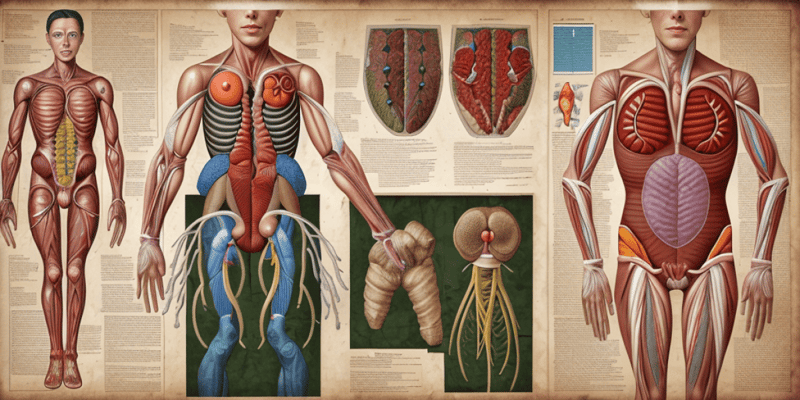 Urinary System Anatomy Terms Matching Exercise