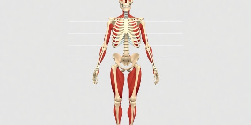 Skeletal System and Joints Quiz