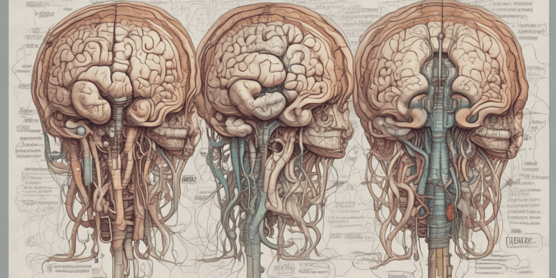 Anatomía del Tronco del Encéfalo