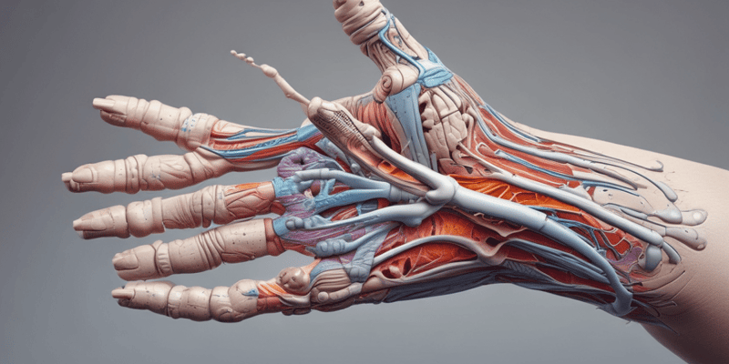 Anatomy of the Hand: Thumb Movements and Carpal Tunnel