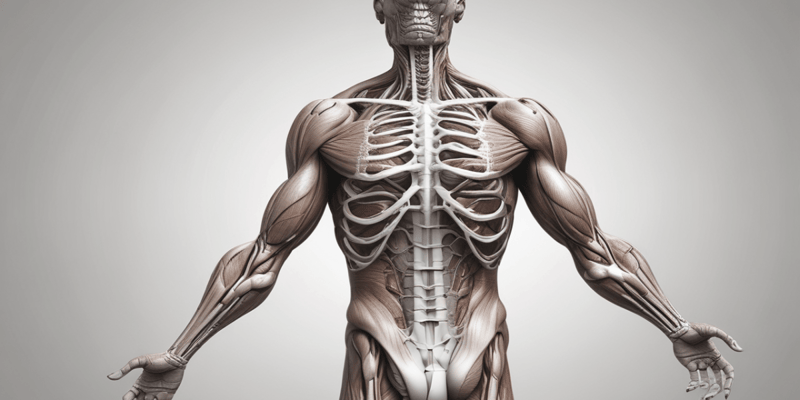 Anatomia umana: Muscoli del pettorale e dorso
