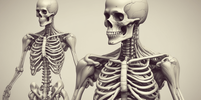 Anatomía General: Miembros y Huesos