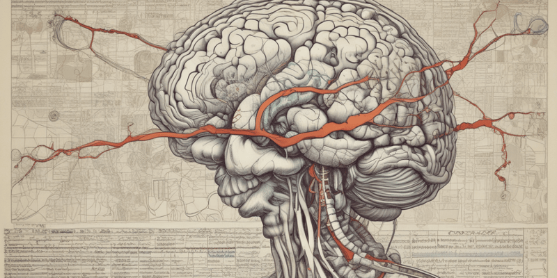 Beynin Yapısı ve Fonksiyonları