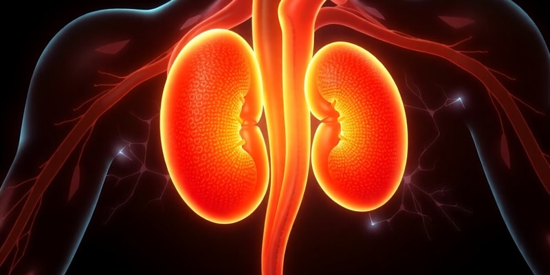 L2 Anatomy of the Ureter (P1 Mid)