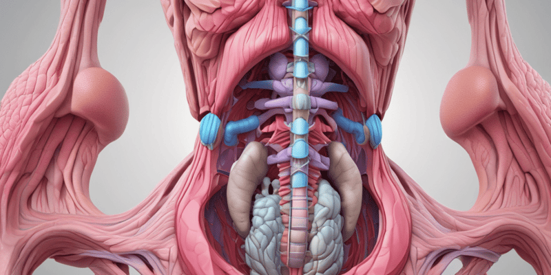 Anatomy of the Prostate Gland