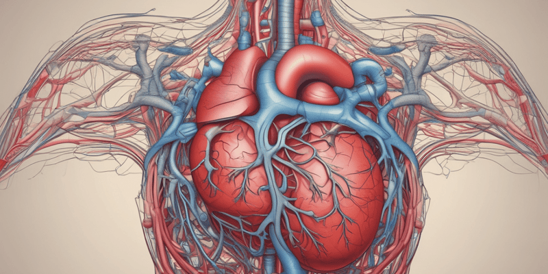 Human Anatomy: The Heart and Its Functions