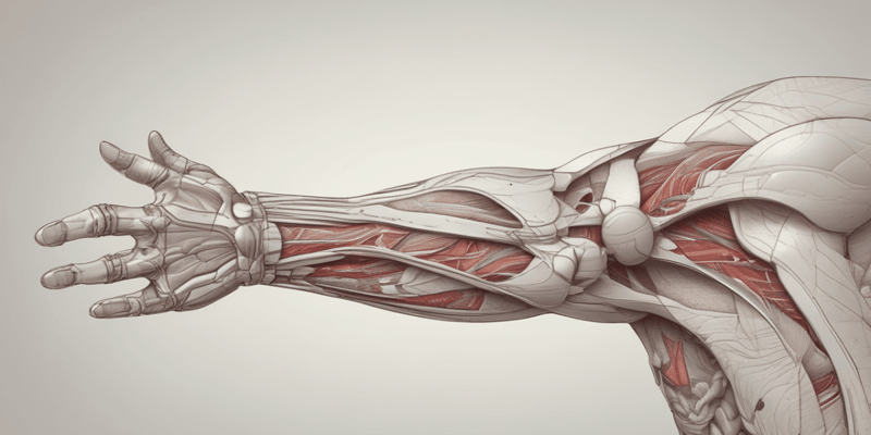 WK 2: Upper Limb Anatomy