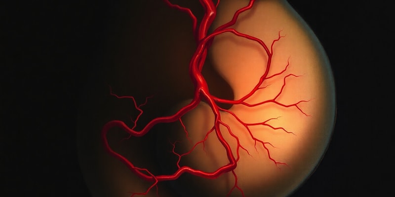 Fetal Circulation Quiz