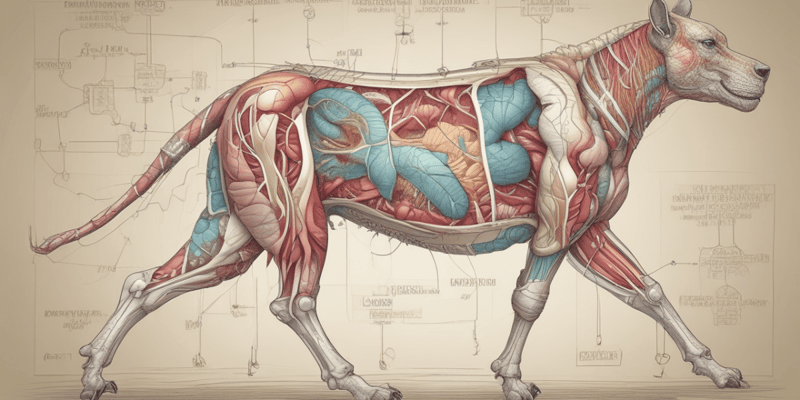 Anatomía y Fisiología del Sistema Digestivo