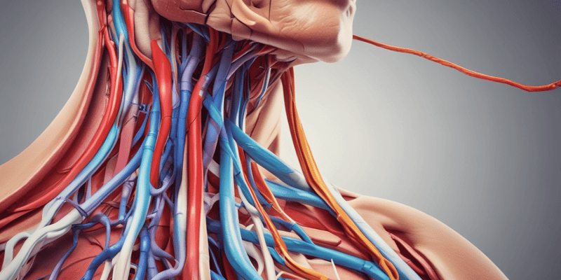 Axillary Artery Anatomy Quiz