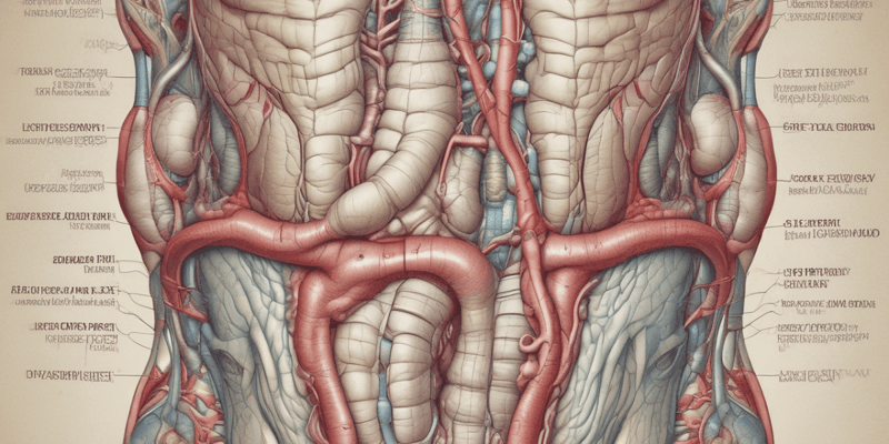 Upper Gastrointestinal Tract Anatomy