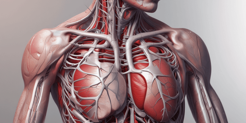 Cardiovascular Anatomy Quiz