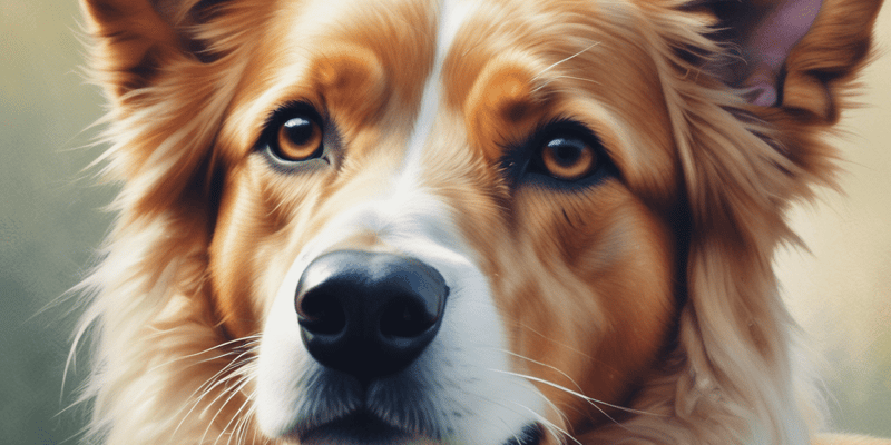 Canine Limbal Melanoma Treatment