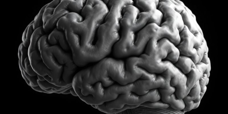 Neuroscience: Gray and White Matter