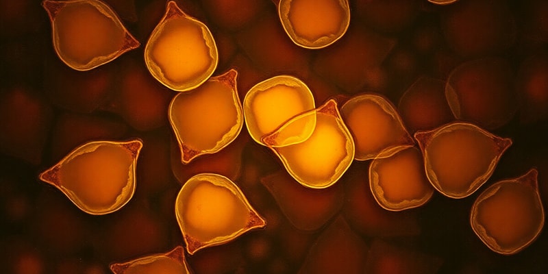 Histocytes Overview and Structure