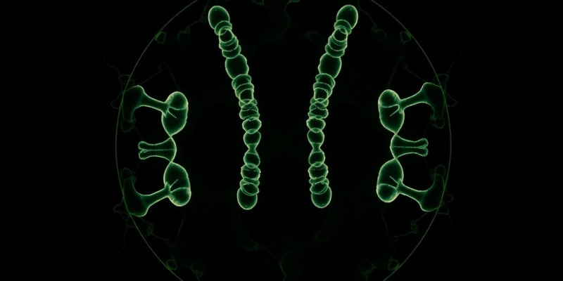 Cellular Basis of Inheritance: Mitosis and Meiosis