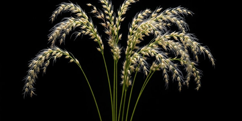 Botany Quiz on *Eragrostis tef*