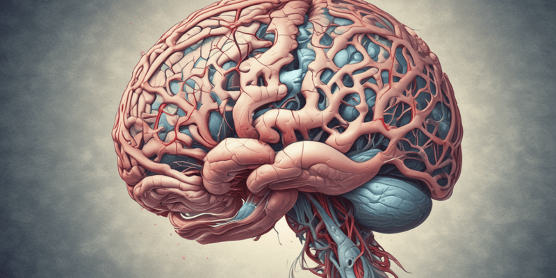 Subthalamic Nucleus Anatomy and Functions