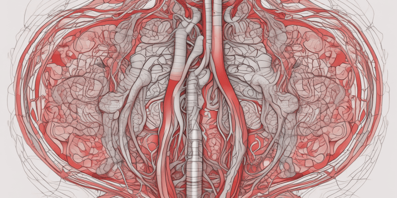 Circulatory System Overview