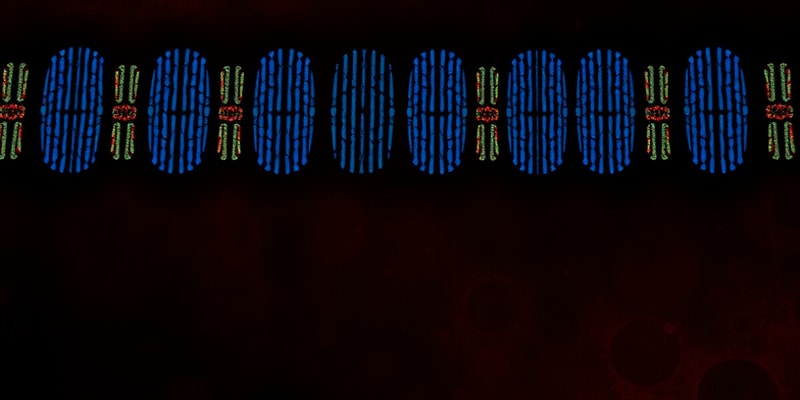 Chromosome Replication and Separation