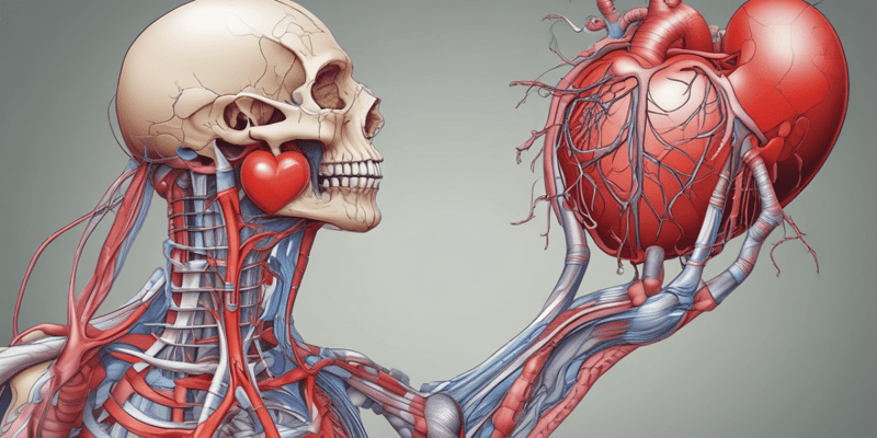 Vertebrate Anatomy: Heart Structure and Function