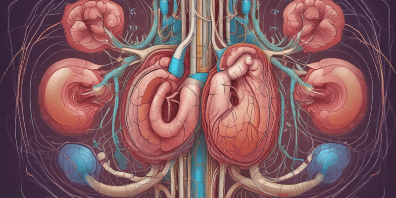 Urinary System Overview