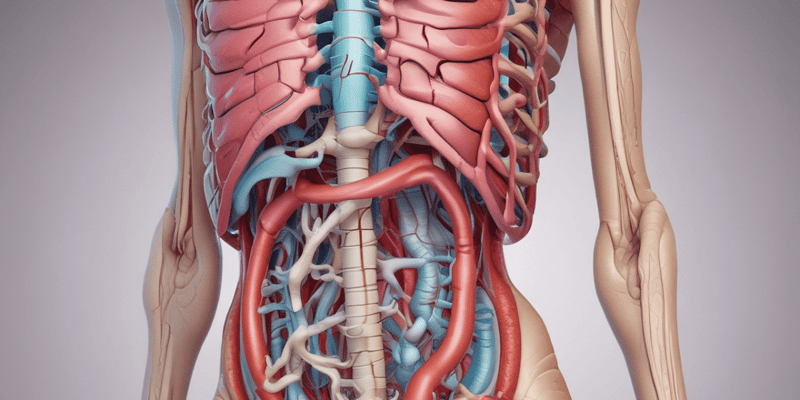 Digestive System Overview