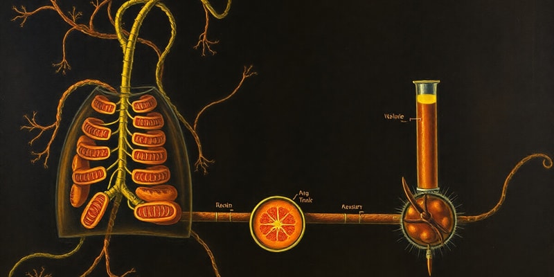 Biologie Cellulaire: Respiration et Fermentation