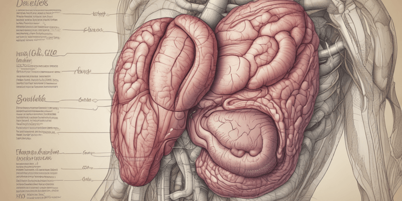 Digestive System Anatomy: Foregut, Midgut, Hindgut