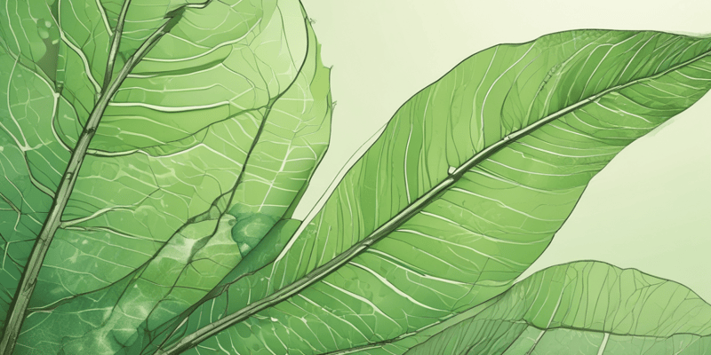 Layers of a Leaf: Plant Structures