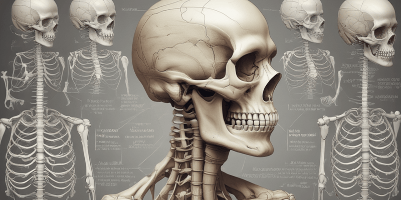 Anatomia Umana: Le Ossa