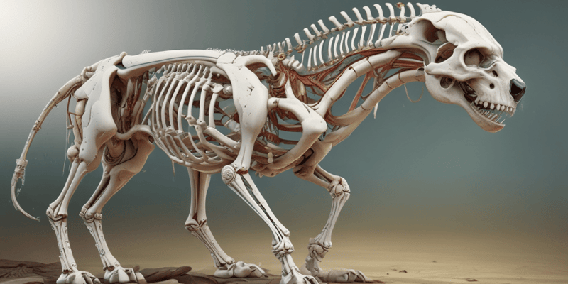 Veterinary Anatomy: Axial Musculoskeletal Structures