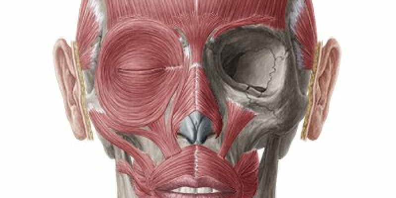 Anatomy Head & Neck Quiz Part A