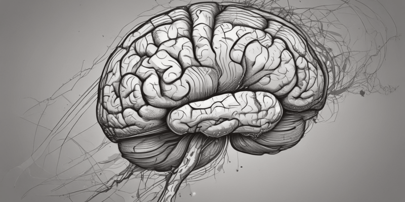 Human Brain Structure and Function