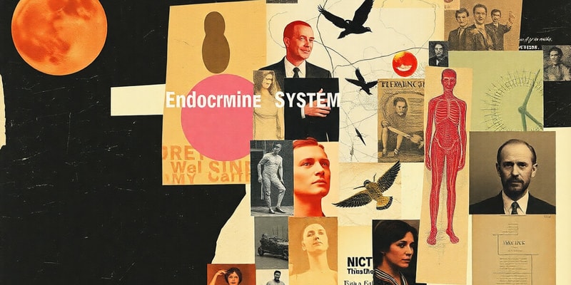 Endocrine System Overview