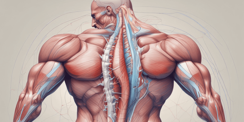 Muscle Contraction Regulation