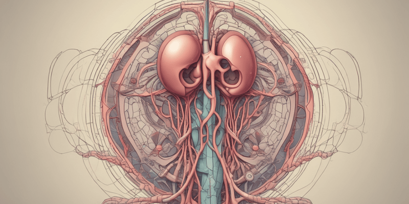 Urinary System and Kidney Structure