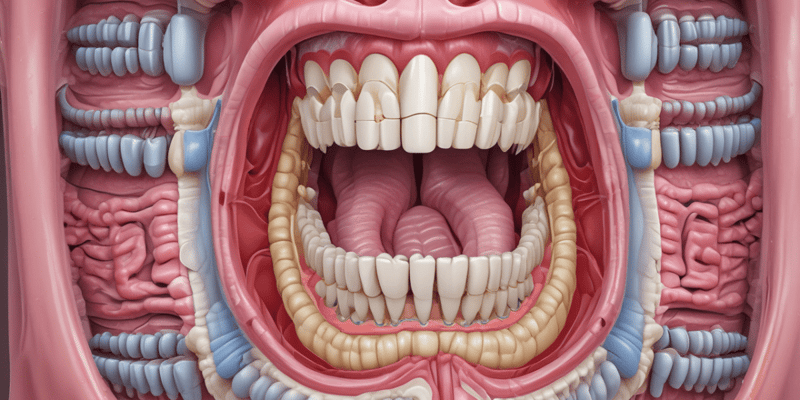 Overview of Digestive System and Teeth Anatomy Quiz