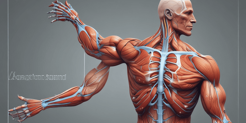 Anatomy of the Upper Limb Muscles - Lecture 24