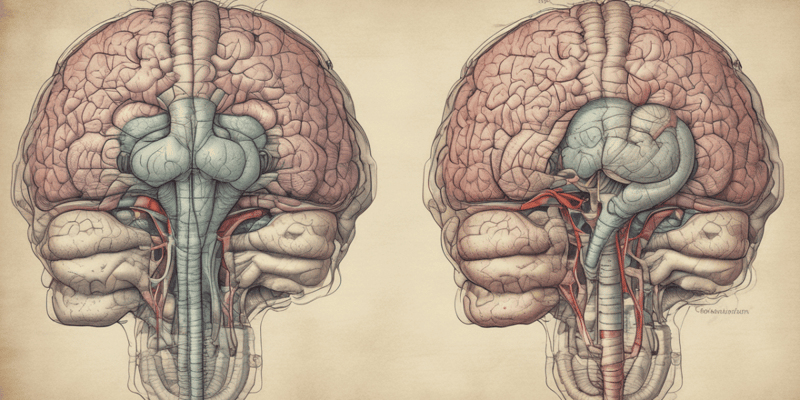 Neuroanatomy: Cerebrum Structure and Function