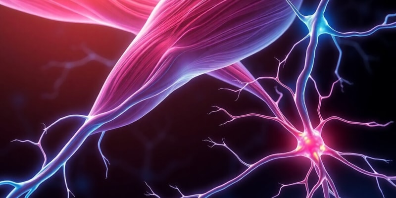 Overview of Skeletal Muscle Contraction