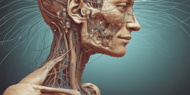 Anatomy of the Pharyngeal Plexus of Nerves