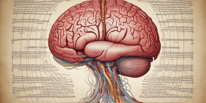BMS Neuroanatomy Lecture 2: Meninges, Ventricular System, Brain Blood Supply Quiz