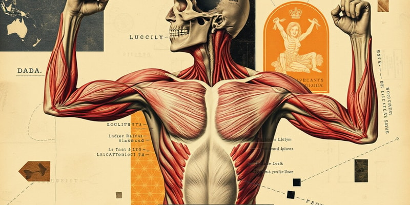 Overview of the Muscular System