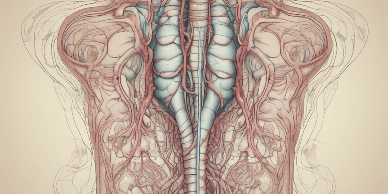 Anatomía del Sistema Urinario